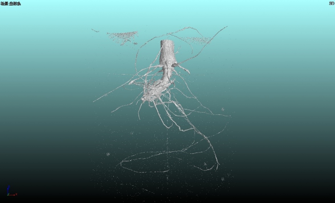 3D imaging of plant roots